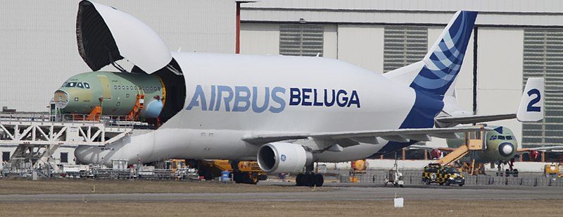 beluga-st